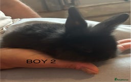 Mixed Breed rabbits for sale: Mixed breed rabbits - Image 4