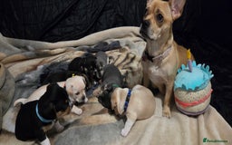 Mixed Breed dogs for sale: Adorable F1b Bullhuahua puppies - Image 8