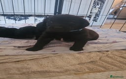 Labradoodle dogs for sale: F1 beautiful standard labradoodles - Image 8