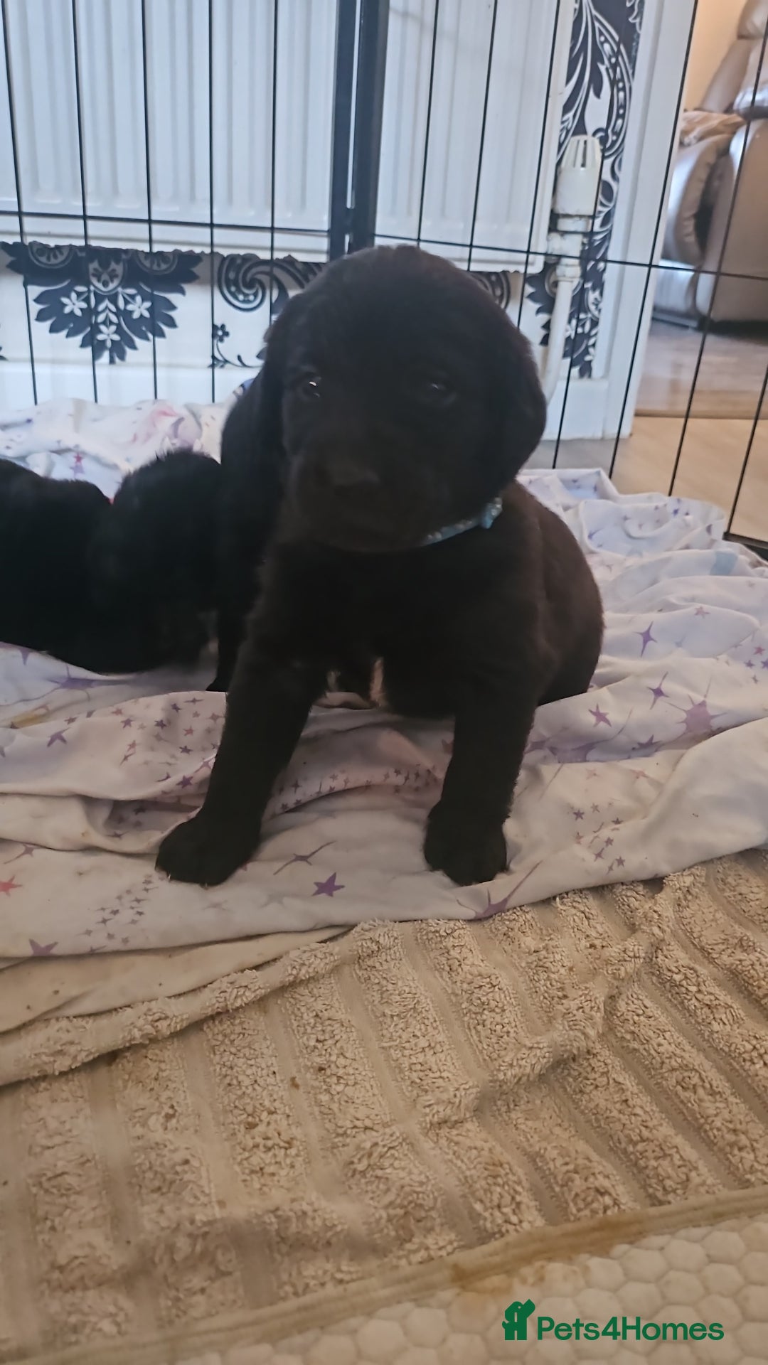 Labradoodle dogs for sale: F1 beautiful standard labradoodles - Image 8