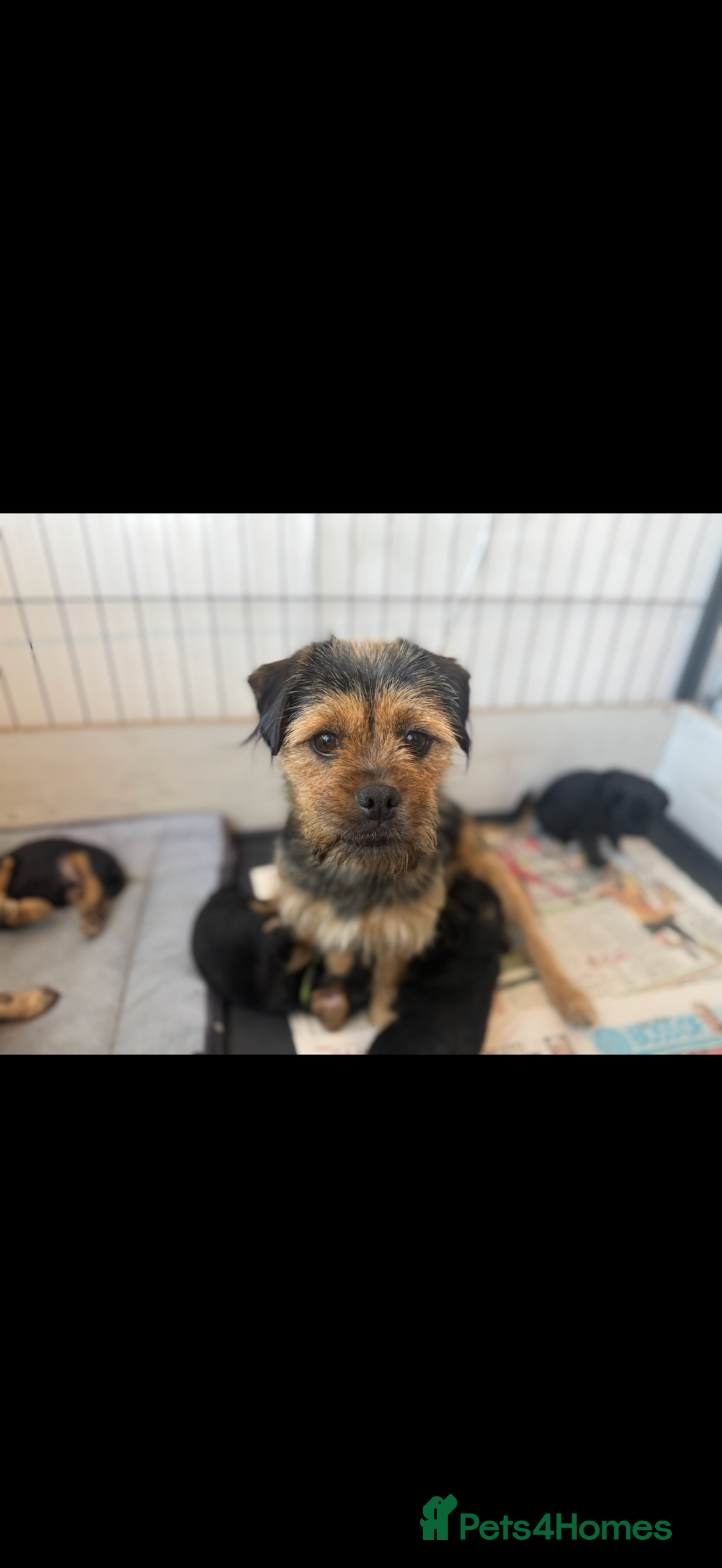 Mixed Breed dogs for sale: Shihtzu cross cocapoo (shihpoo) puppies  - Advert 1