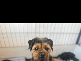 Mixed Breed dogs Shihtzu cross cocapoo (shihpoo) puppies - Advert 2