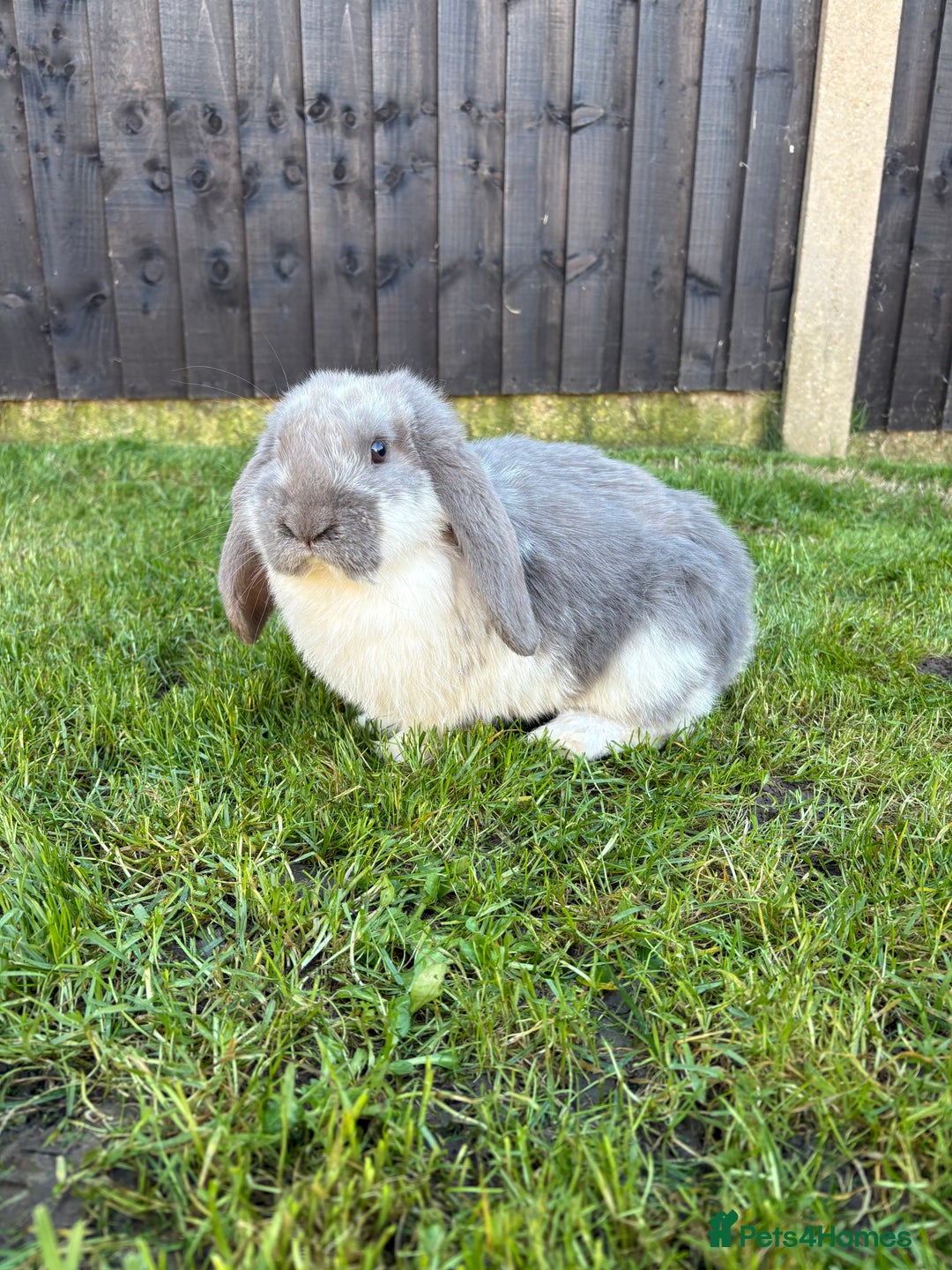 French Lop rabbits for sale: Blue butterfly French lop - Advert 1