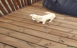Chihuahua dogs for sale: 7 month old chihuahua  - Image 5