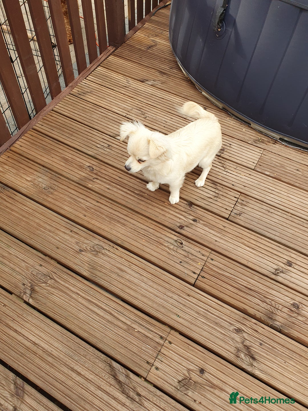 Chihuahua dogs for sale: 7 month old chihuahua  - Image 5