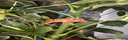 Gecko reptiles for sale: Crested Geckos in Immingham - Advert 4