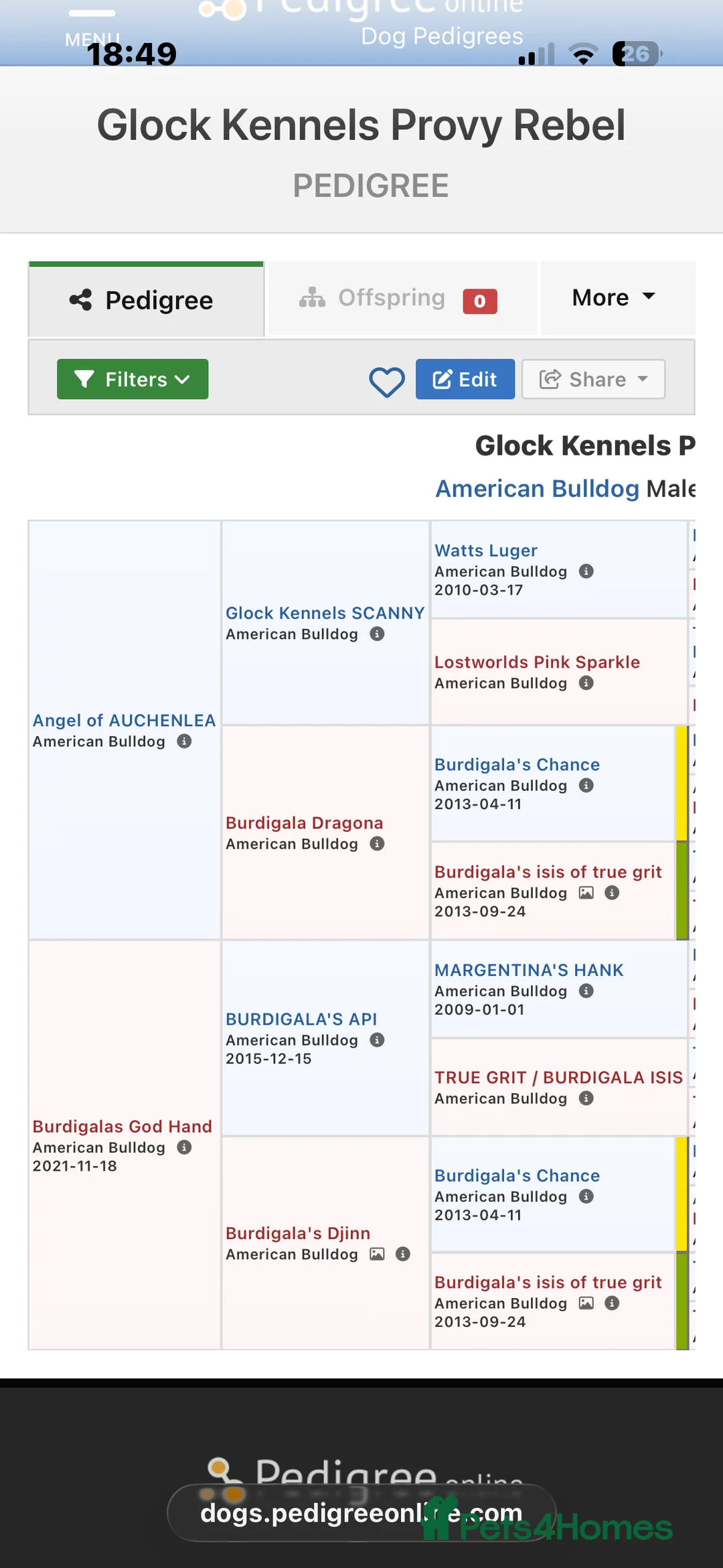 American Bulldog dogs for sale: American bulldog puppies  - Advert 28