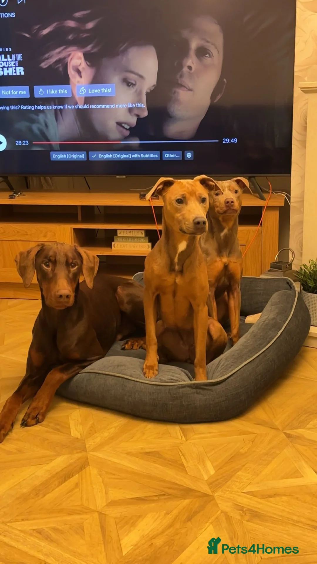 Mixed Breed dogs for sale: Doberman and Doberman x staffy  - Advert 22
