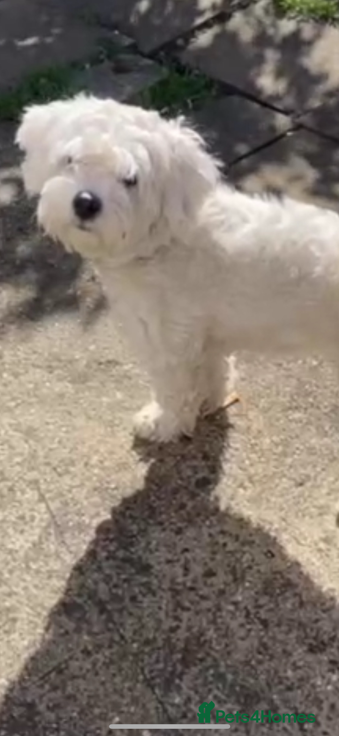 Maltese dogs for sale: Maltes - Image 15