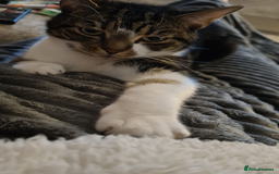 Mixed Breed cats for sale: FREE - CAT LOOKING FOR A NEW LOVING HOME - Image 3