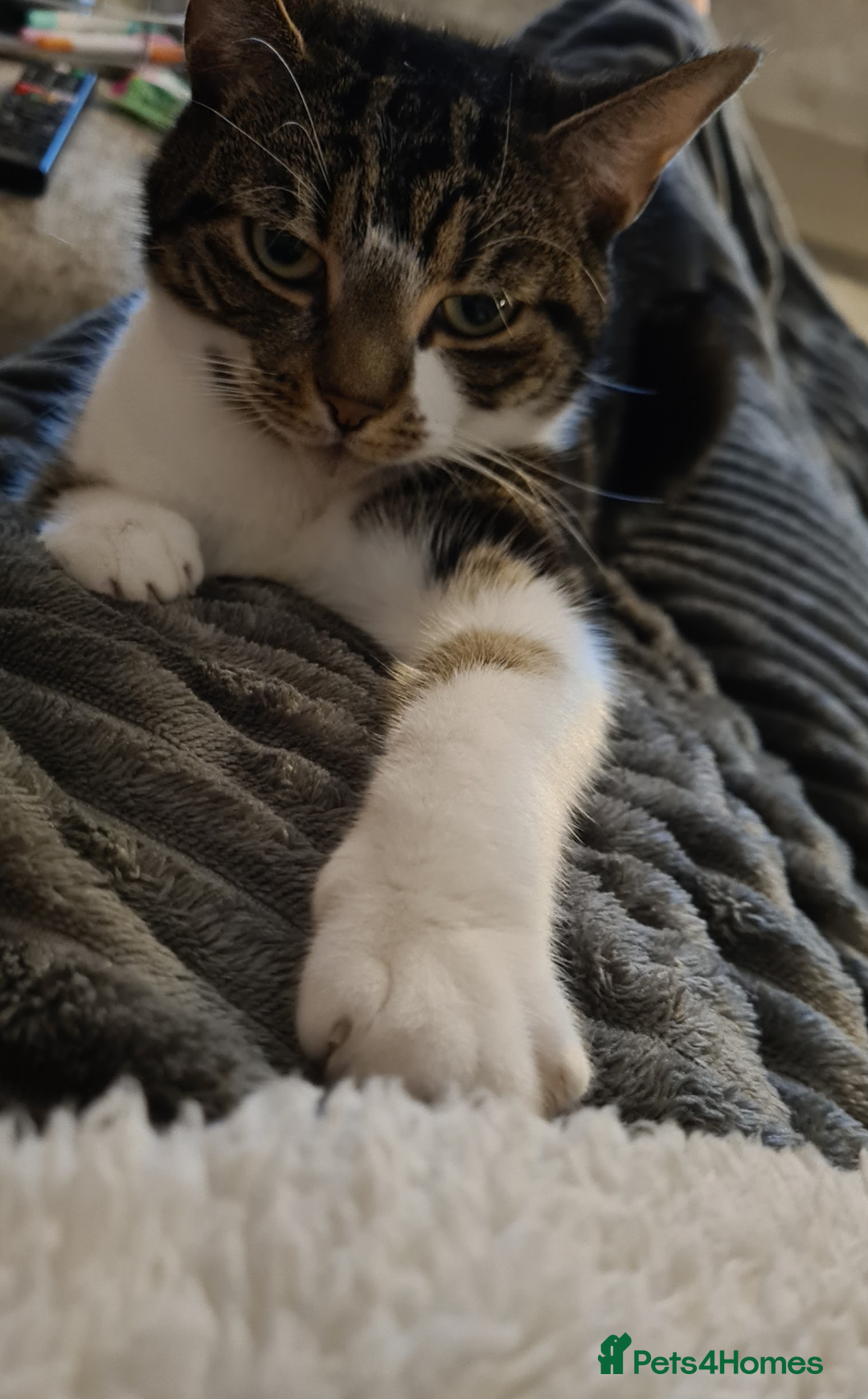 Mixed Breed cats for sale: FREE - CAT LOOKING FOR A NEW LOVING HOME - Image 3