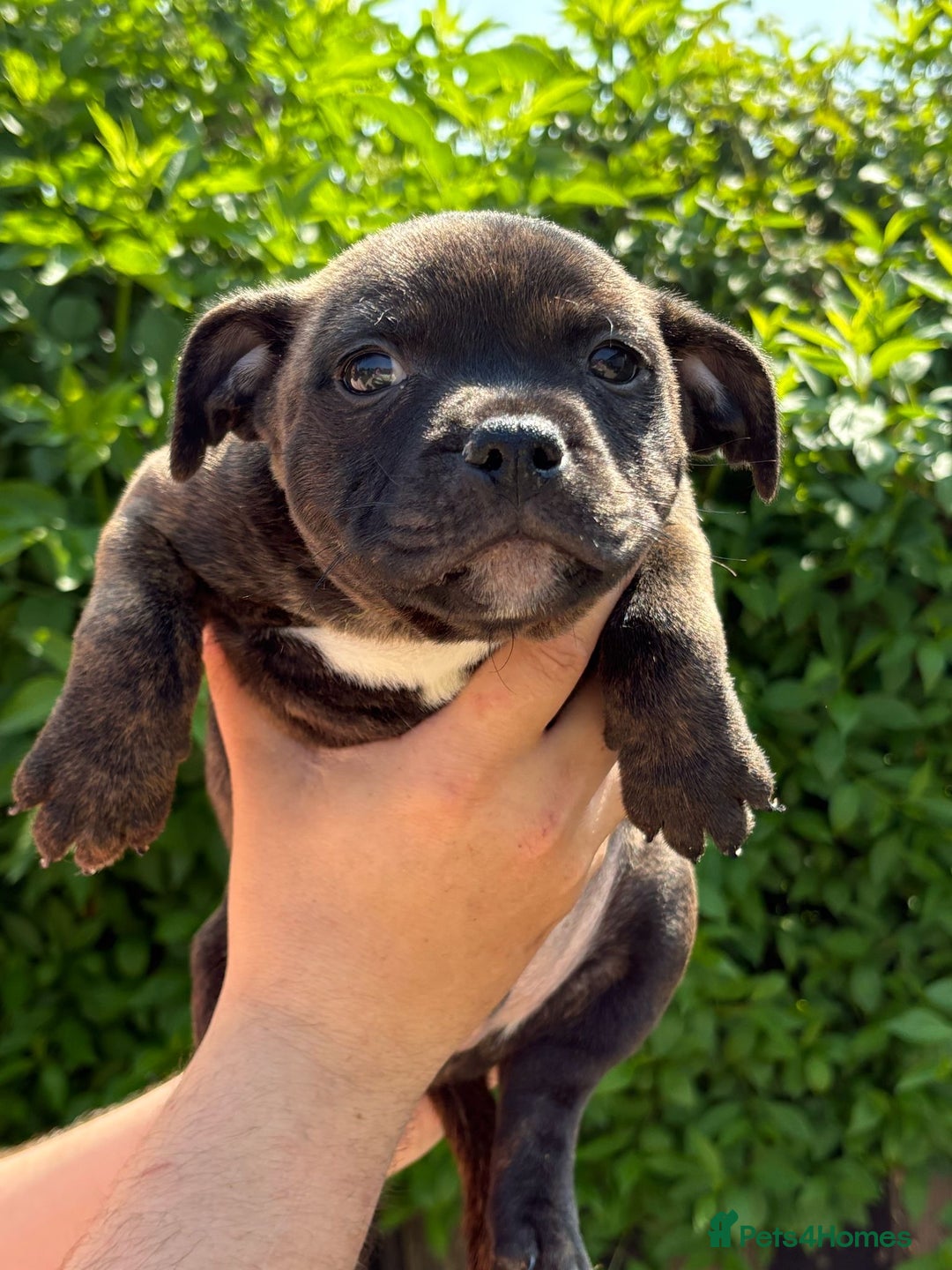 Labrador Retriever Staffy Cross Puppy For Sale Standard Black And