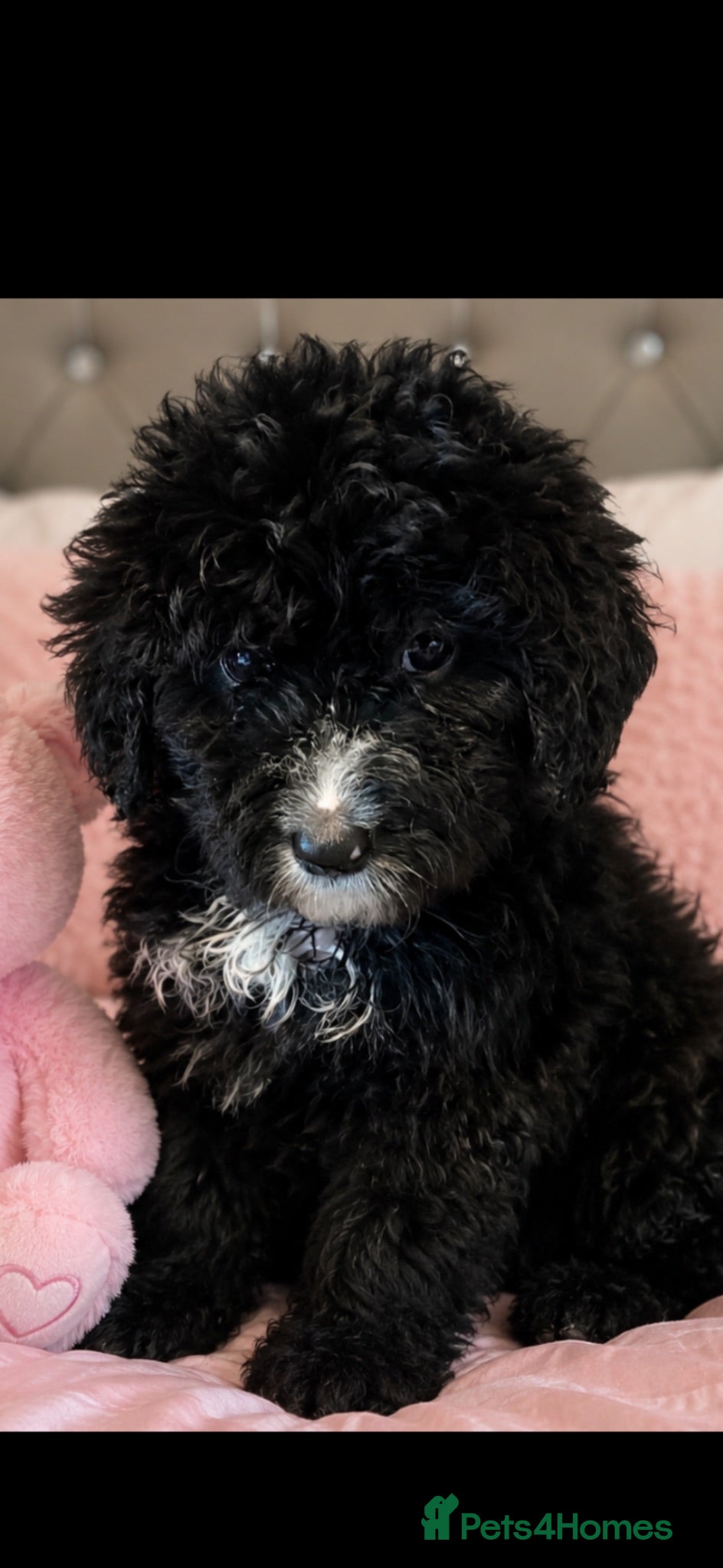 Bernedoodle dogs F1 STANDARD BERNADOODLES LAST 2 B/W GIRLS REDUCED - Advert 1