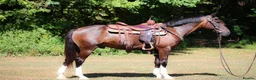 Welsh Section A horses for sale: Brook's - Brown Gelding Welsh Quarter Pony - Advert 3