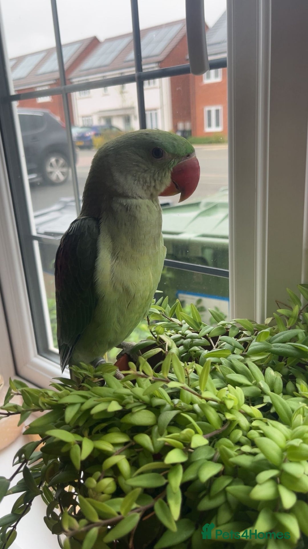 Parrots birds for sale: Rio the Alexandrine parrot  - Advert 4