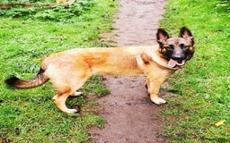 Mixed Breed dogs for sale: German shepard cross Malanois  - Image 3