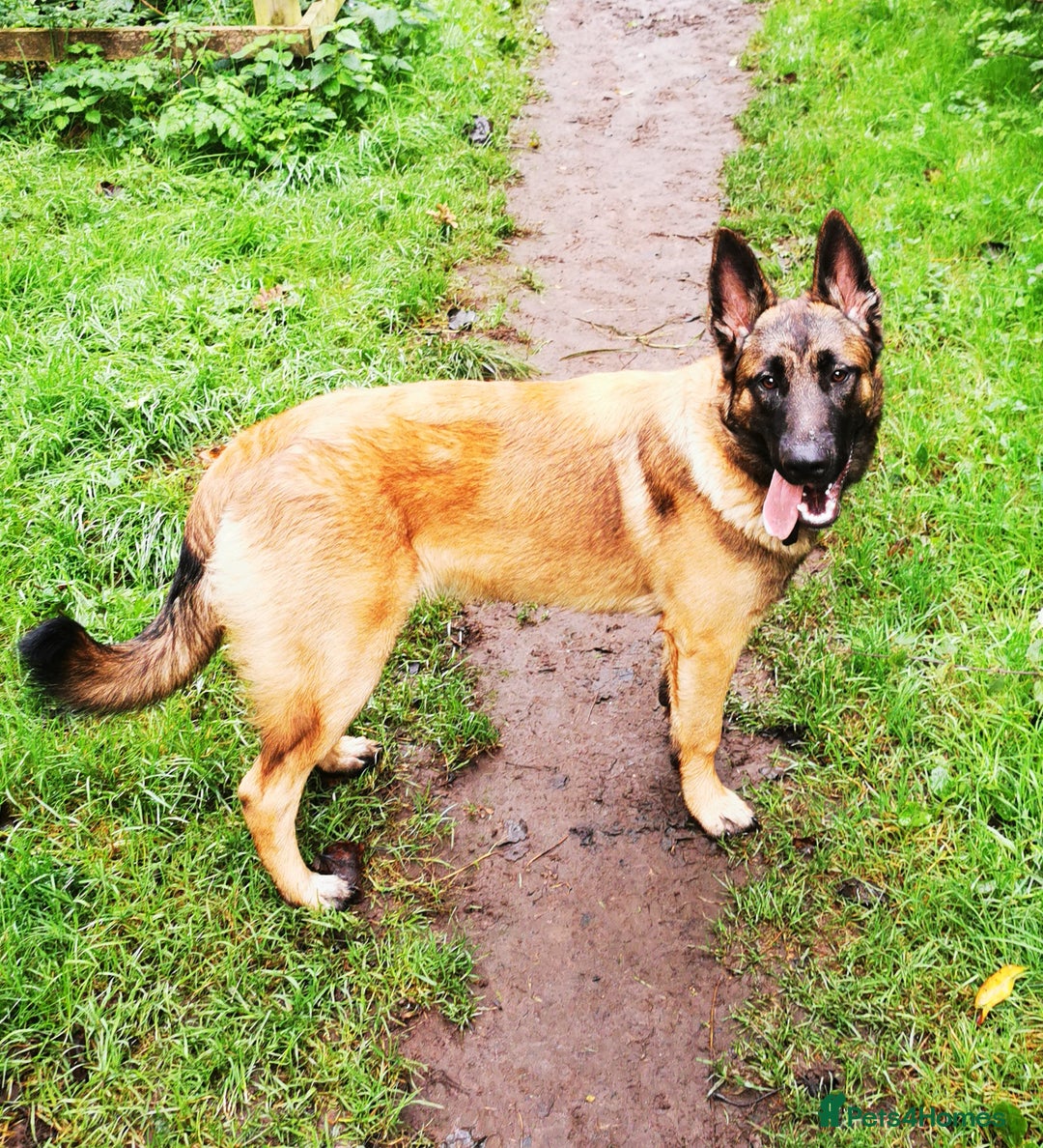 Mixed Breed dogs for sale: German shepard cross Malanois  - Image 3
