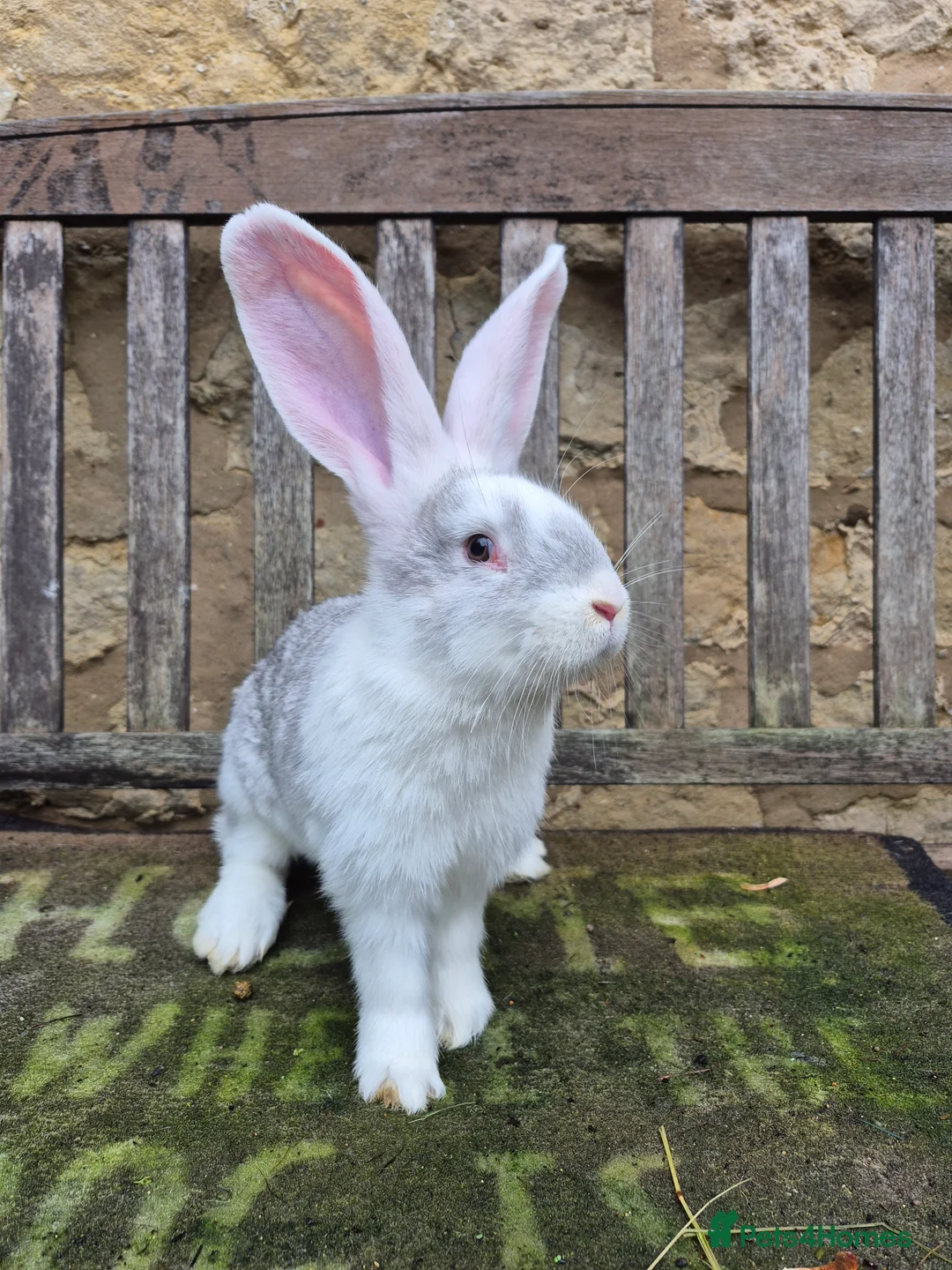 Continental Giant rabbits for sale: NOW RESERVED Continental Giant Fully Vaccinated  - Advert 1