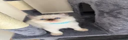 Ragdoll cats for sale: Ragdoll in Telford - Advert 8