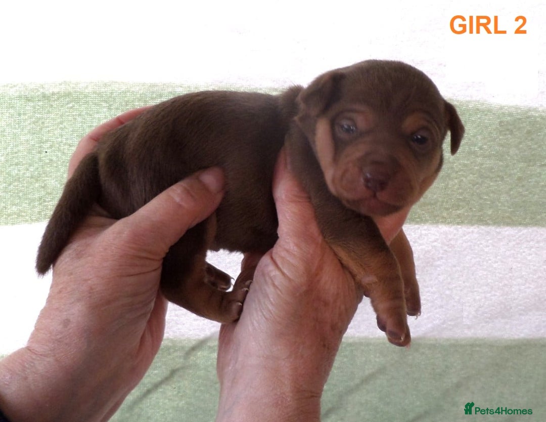 Jack Russell dogs for sale: Beautiful Muchwenlock Jack Russell puppies 🐾 - Advert 21