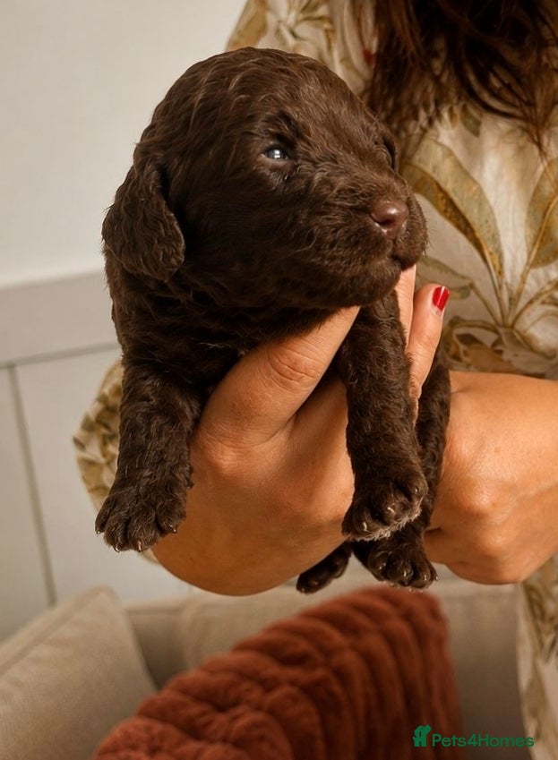 Miniature Poodle Puppy 2