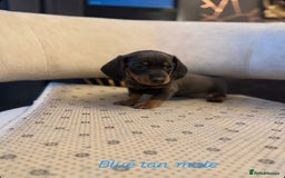 Miniature Dachshund dogs for sale: Miniature Dachshund  - Image 8