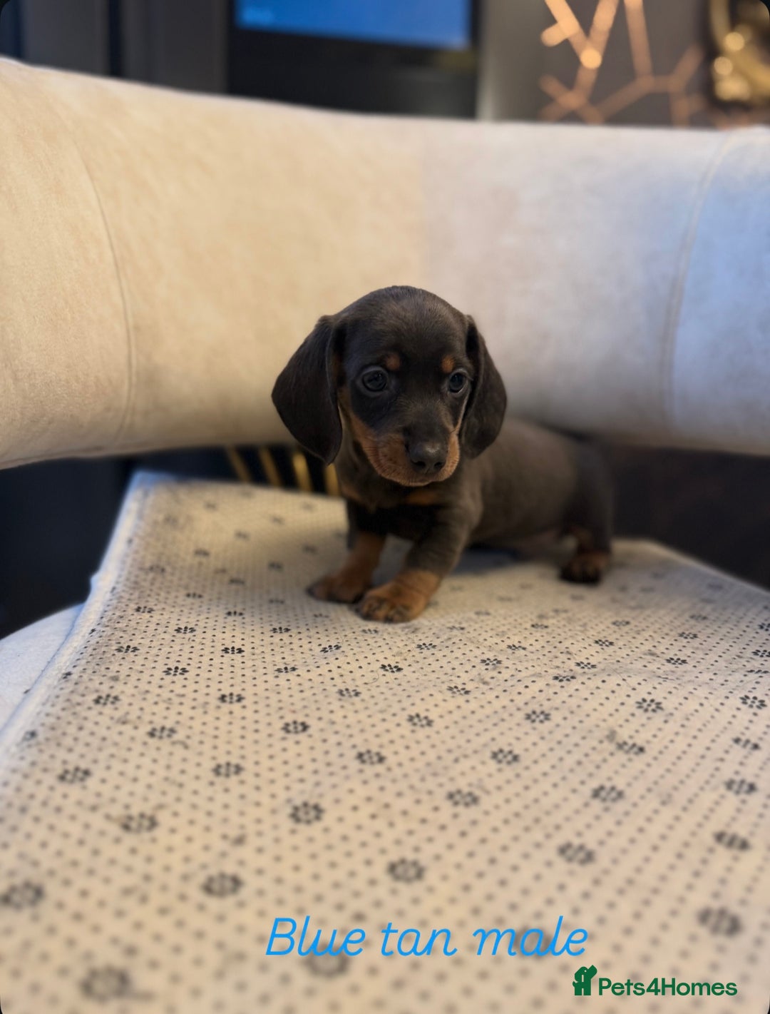 Miniature Dachshund dogs for sale: Miniature Dachshund  - Image 8