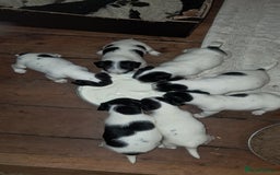 Jack Russell dogs for sale: KC Jack Russell pups, DNA Clear- LOA, SCA, PLL - Image 5