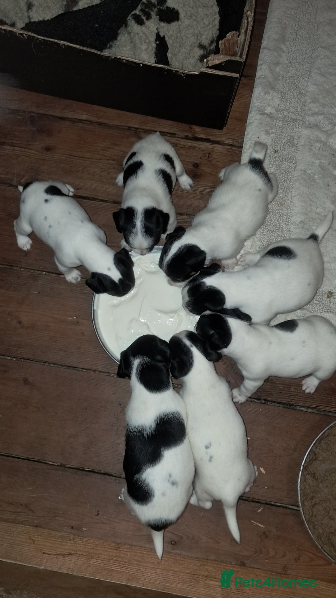 Jack Russell dogs for sale: KC Jack Russell pups, DNA Clear- LOA, SCA, PLL - Image 5