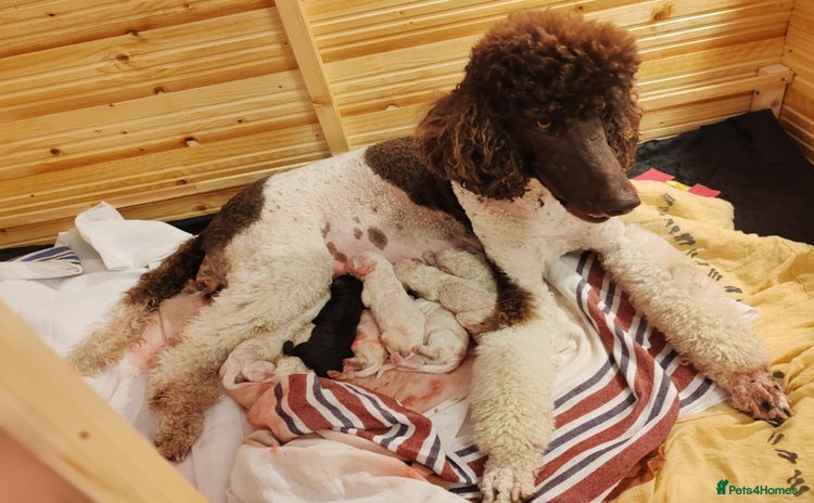 Standard Poodle dogs - Advert 1