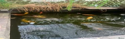 Koi Carp fish for sale: Koi carp for sale - Advert 6