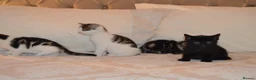 Mixed Breed cats for sale: 4 Beautiful Gentle Kittens for Sale - Advert 13