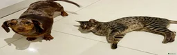 Savannah cats for sale: F6 SBT Savannah boy Koffee - Advert 13