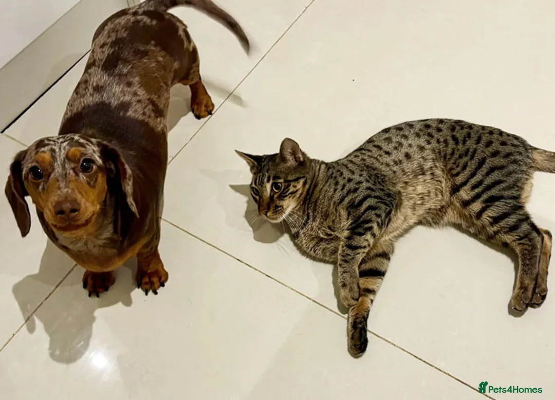 Savannah cats for sale: F6 SBT Savannah boy Koffee - Advert 13