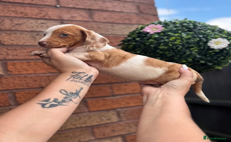 Dachshund dogs - Advert 14
