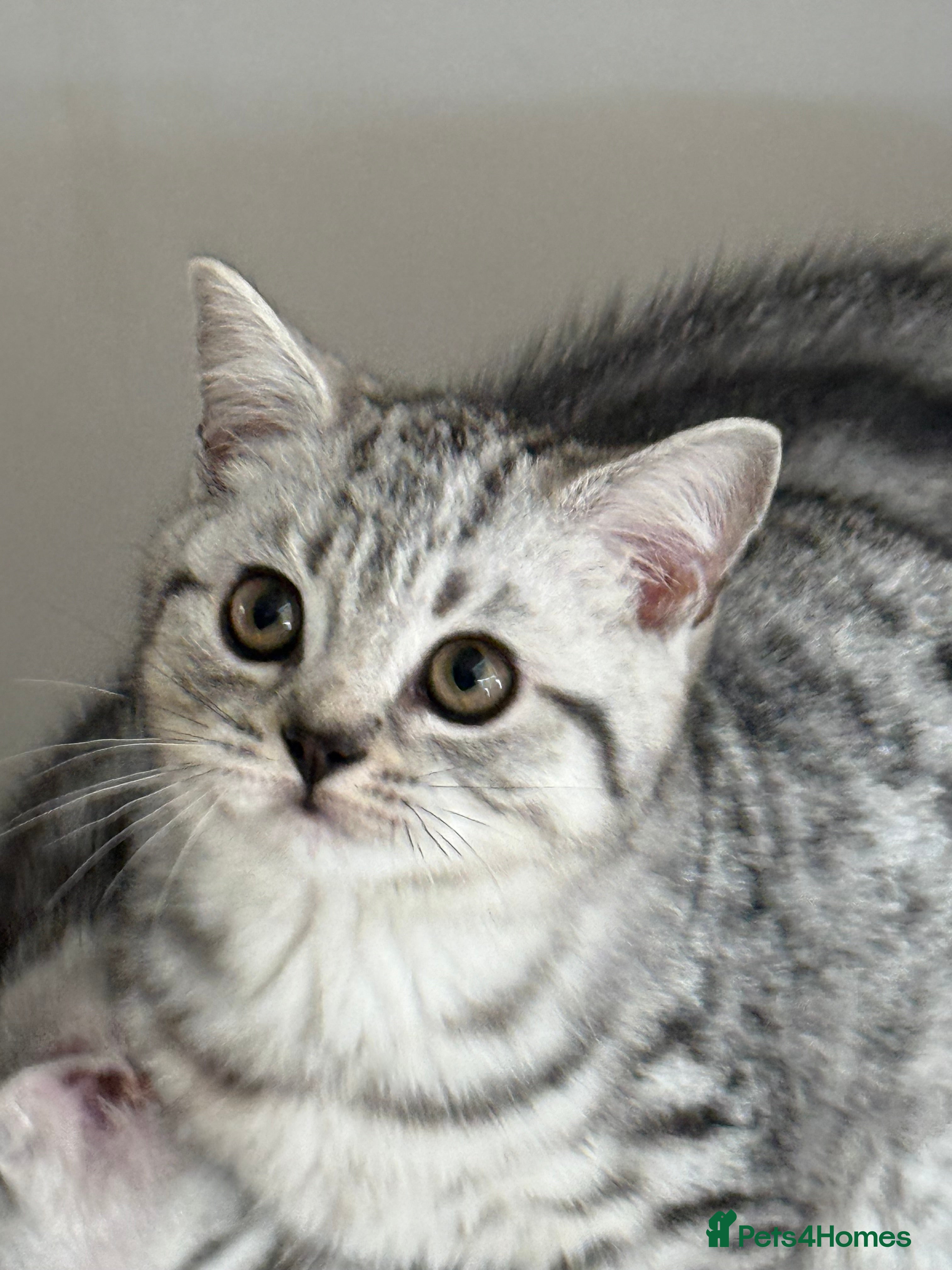 British Shorthair cats Top quality stunning British shorthair silvers - Advert 2