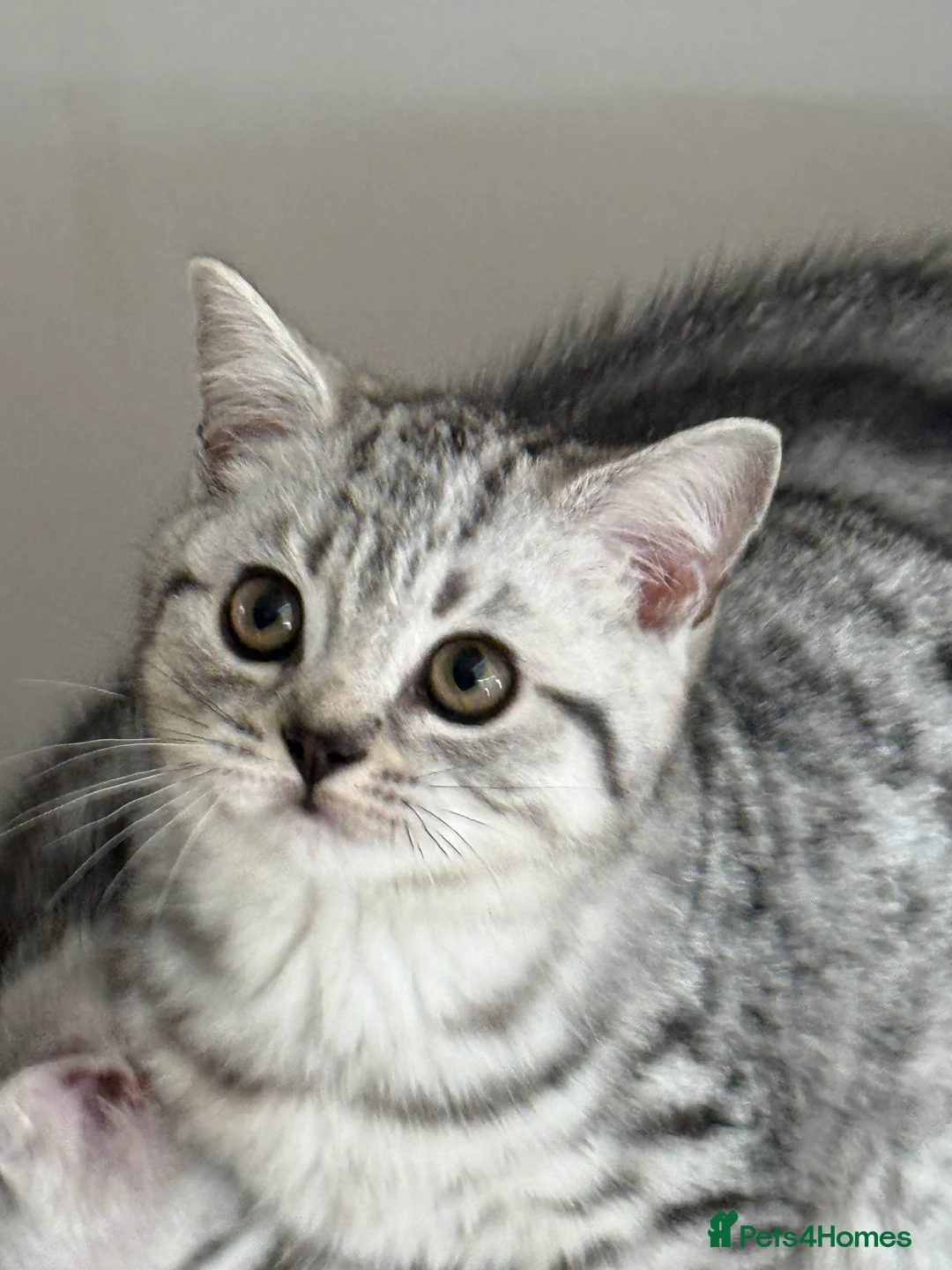 British Shorthair cats for sale: Top quality stunning British shorthair silvers - Advert 3