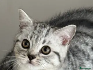 British Shorthair cats Top quality stunning British shorthair silvers - Advert 2