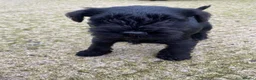Miniature Schnauzer dogs for sale: 4 KC registered Miniature Schnauzer - Advert 11