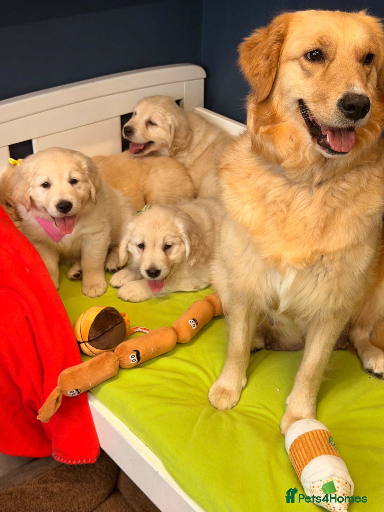 Golden Retriever dogs for sale: 🐶 Gorgeous Chunky type Golden Retriever Puppies🐶 - Advert 24