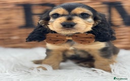 Cocker Spaniel dogs for sale: Health tested show cocker spaniels - Image 5