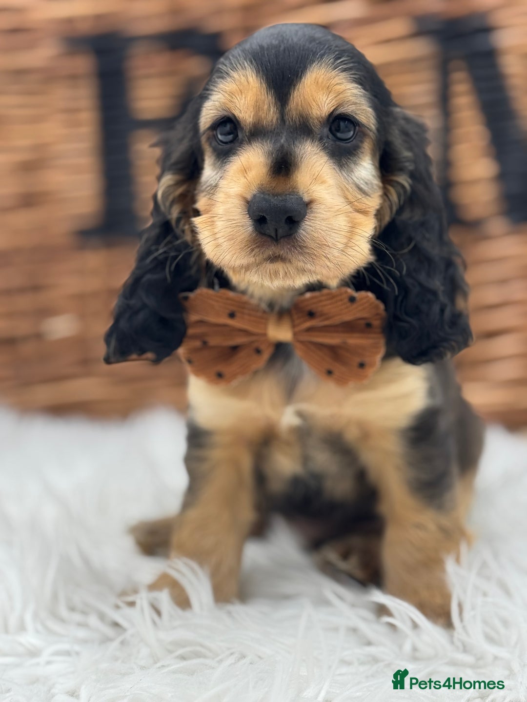 Cocker Spaniel dogs for sale: Health tested show cocker spaniels - Image 5