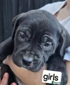 Cane Corso Puppy 4