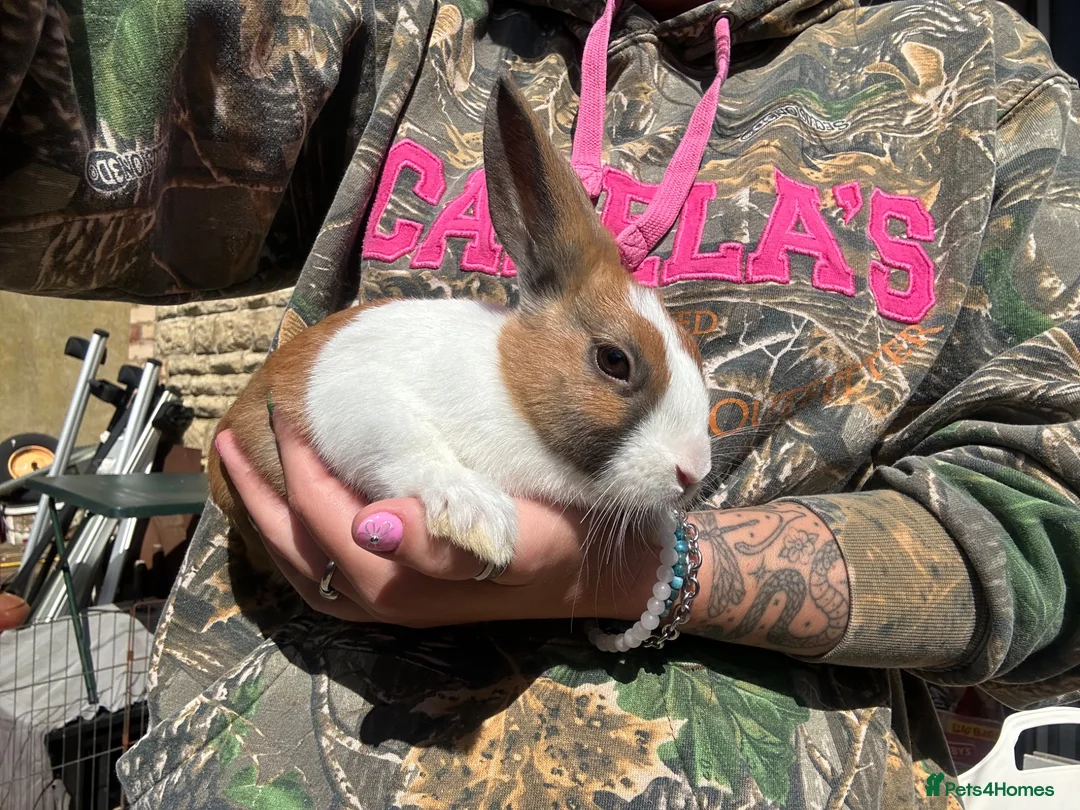 Dutch rabbits for sale: Beautiful Baby Dutch Bunnies 8 weeks old  - Advert 2