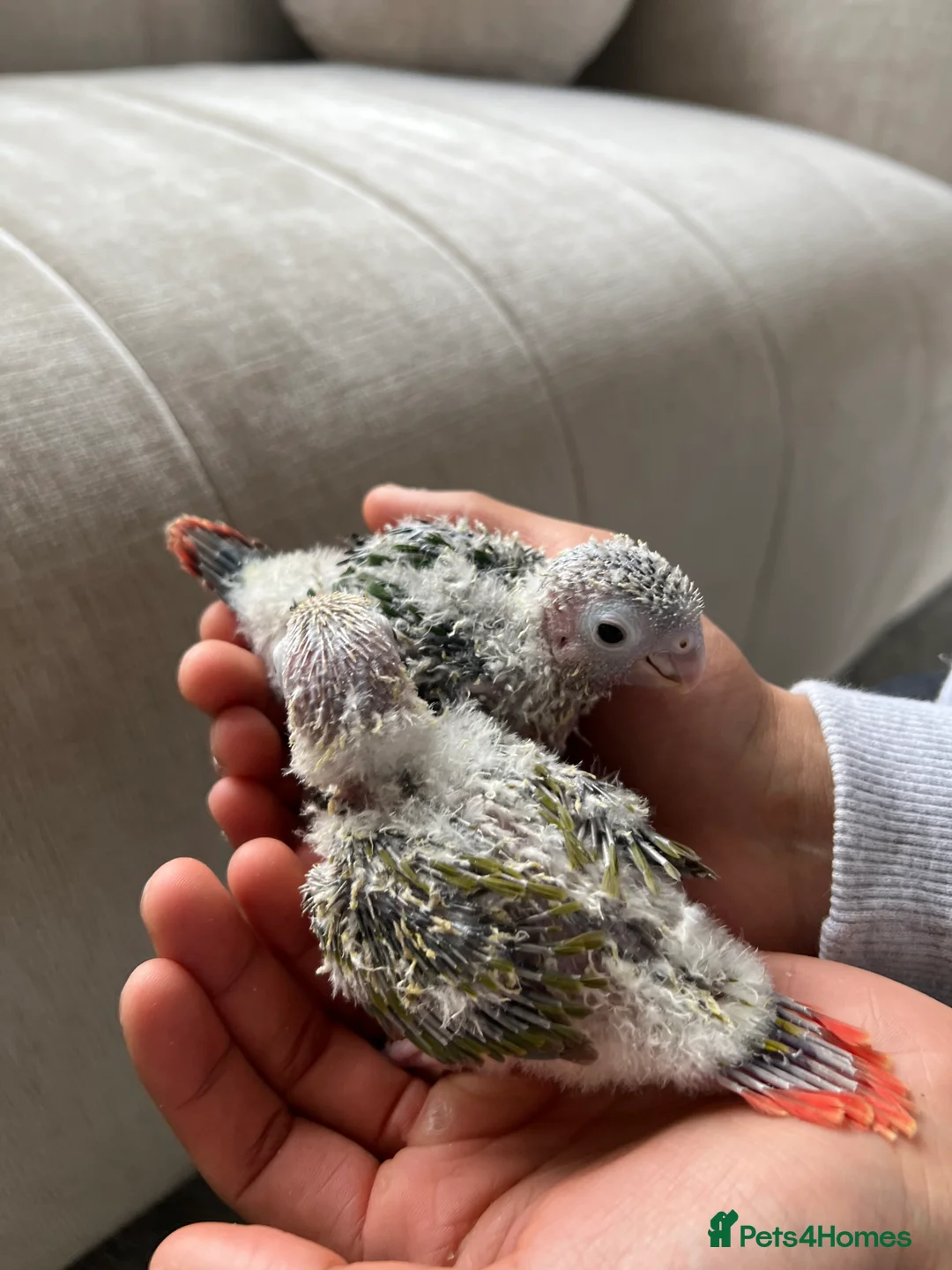 Conures birds for sale: Stunning Pineapple Conure Chicks - Advert 5