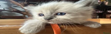 Ragdoll Kitten 2