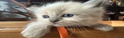 Ragdoll cats for sale: Pure blue point ragdoll kittens  - Advert 20