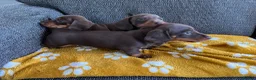 Miniature Dachshund dogs for sale: Genuine miniature dachshund  - Advert 30
