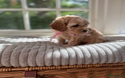 Cavapoo dogs for sale: F1b health tested cavapoo - Image 6