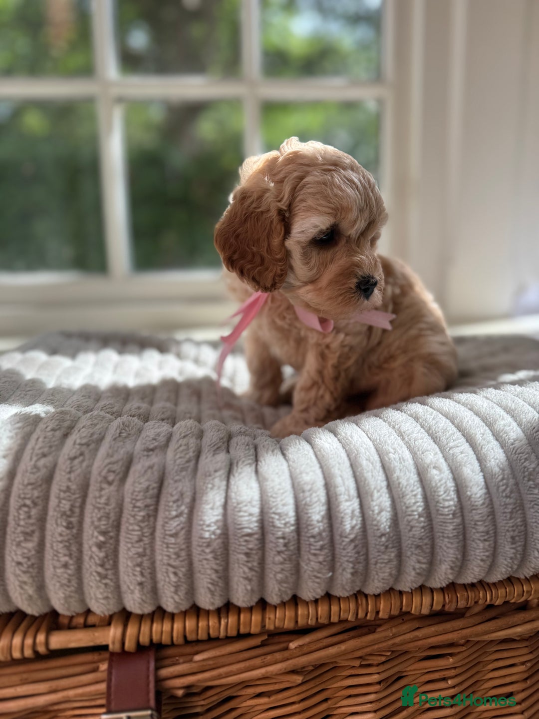 Cavapoo dogs for sale: F1b health tested cavapoo - Image 6